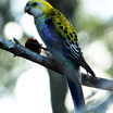 Pale-headed Rosella